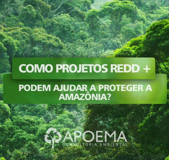 O que são projetos REDD+ e como eles podem ajudar a proteger a Amazônia