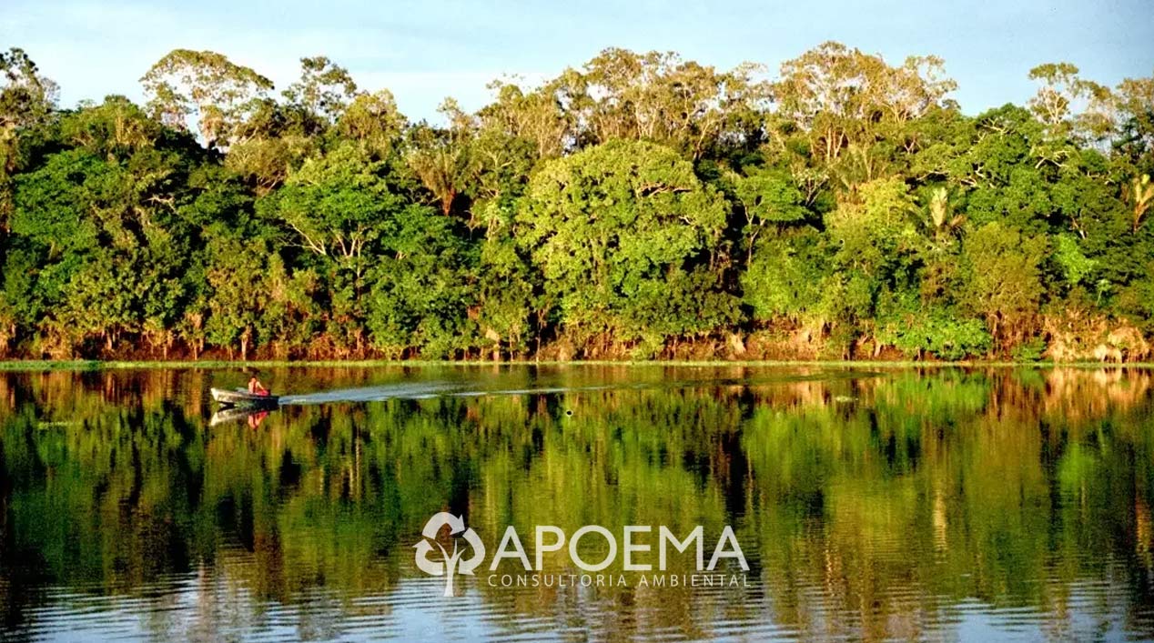 O que são projetos REDD+ e como eles podem ajudar a proteger a Amazônia